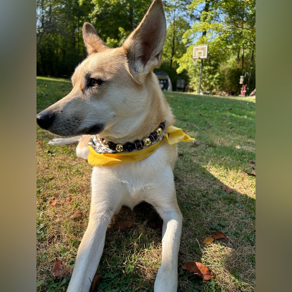 Designer Dog Necklaces